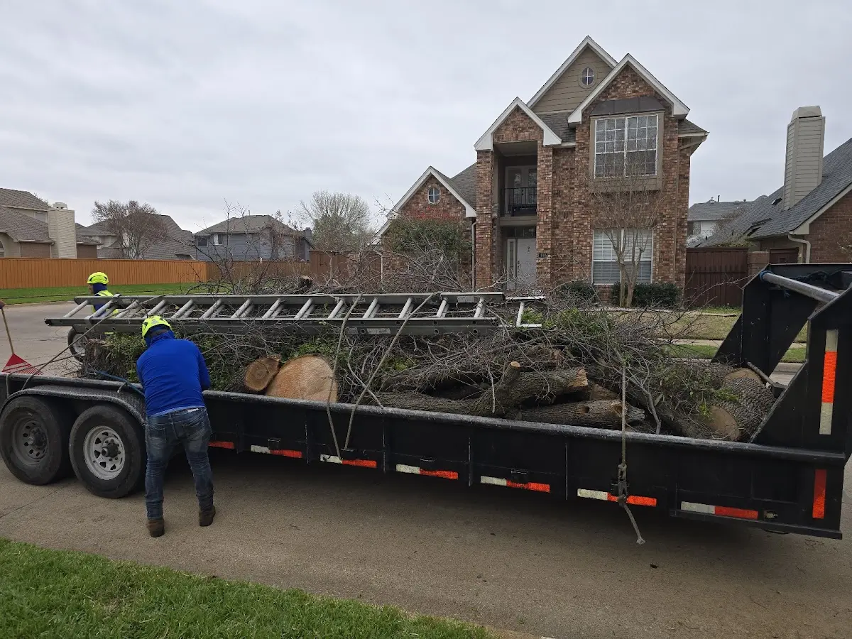 Expert Tree Removal with proper safety equipment in Black Creek